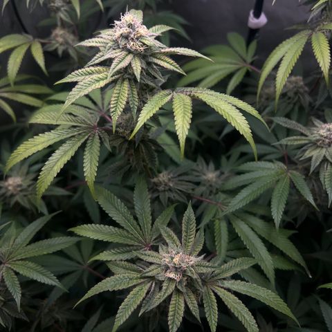 Gelato #33 growlog timeline photo