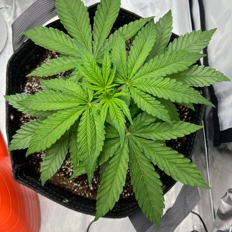 Mimosa x Orange Punch growlog timeline photo