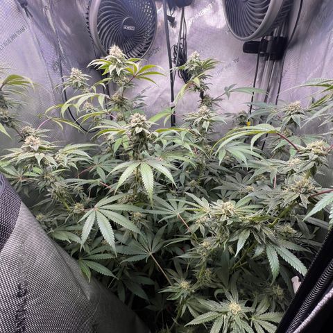 Gelato #33 growlog timeline photo