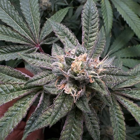 Gelato #33 growlog timeline photo