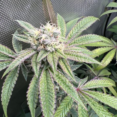 Gelato #33 growlog timeline photo