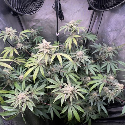 Gelato #33 growlog timeline photo