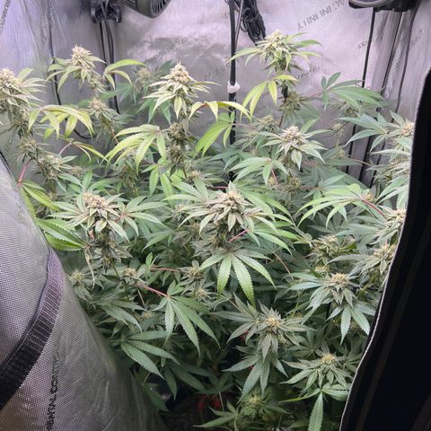 Gelato #33 growlog timeline photo
