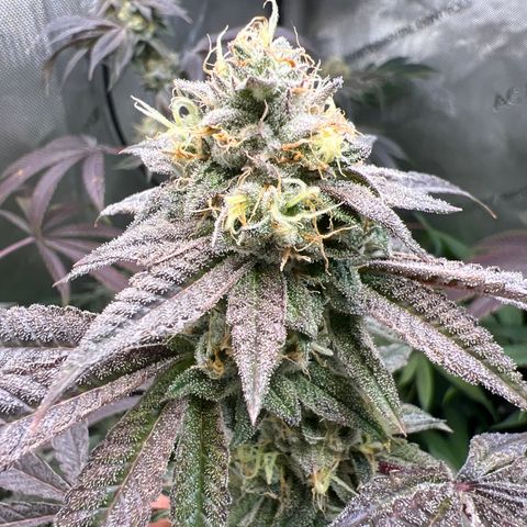 Gelato #33 growlog timeline photo