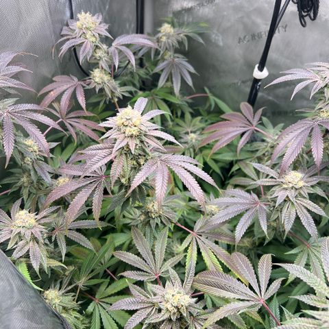 Gelato #33 growlog timeline photo