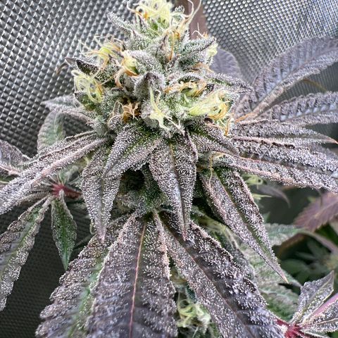 Gelato #33 growlog timeline photo