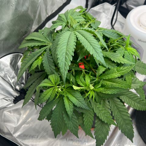 Mimosa x Orange Punch growlog timeline photo