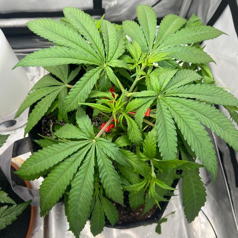 Mimosa x Orange Punch growlog timeline photo