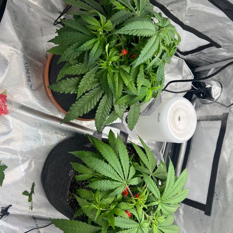 Mimosa x Orange Punch growlog timeline photo
