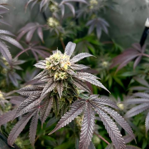 Gelato #33 growlog timeline photo