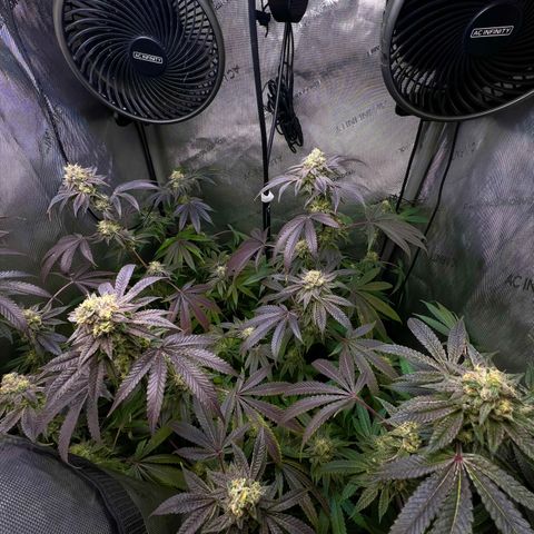 Gelato #33 growlog timeline photo