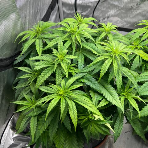 Mimosa x Orange Punch growlog timeline photo