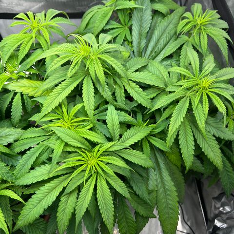 Mimosa x Orange Punch growlog timeline photo