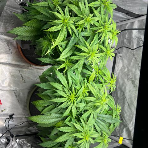 Mimosa x Orange Punch growlog timeline photo