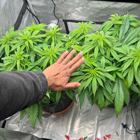 Mimosa x Orange Punch growlog timeline photo