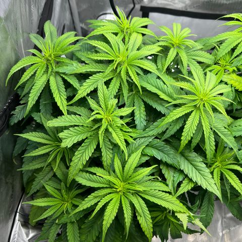 Mimosa x Orange Punch growlog timeline photo