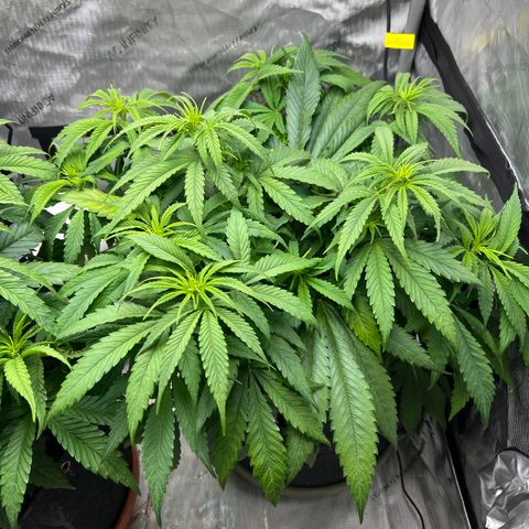 Mimosa x Orange Punch growlog timeline photo