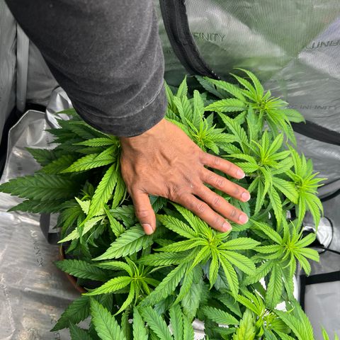 Mimosa x Orange Punch growlog timeline photo