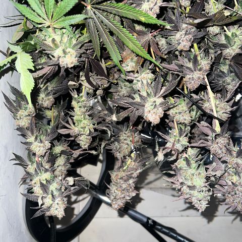 Gelato #33 growlog timeline photo