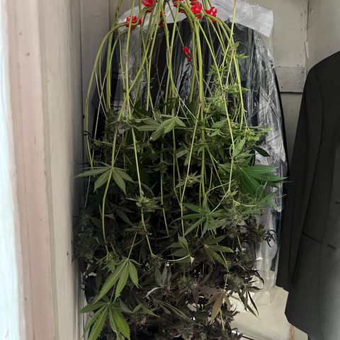 Gelato #33 growlog timeline photo