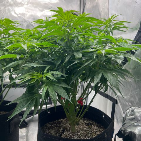 Mimosa x Orange Punch growlog timeline photo