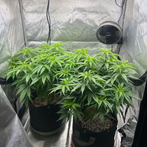 Mimosa x Orange Punch growlog timeline photo
