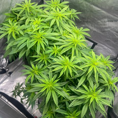 Mimosa x Orange Punch growlog timeline photo