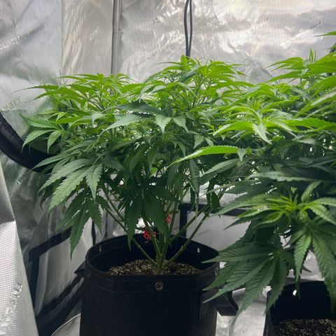 Mimosa x Orange Punch growlog timeline photo