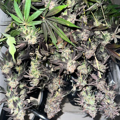 Gelato #33 growlog timeline photo