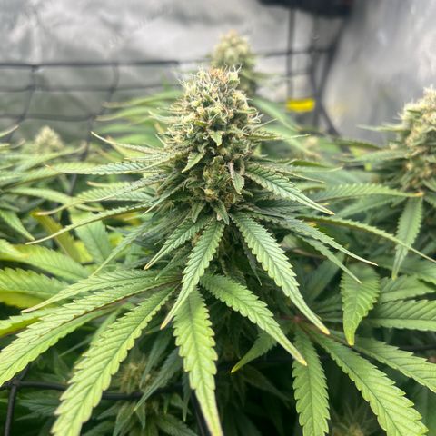 Mimosa x Orange Punch growlog timeline photo