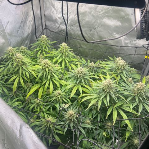 Mimosa x Orange Punch growlog timeline photo