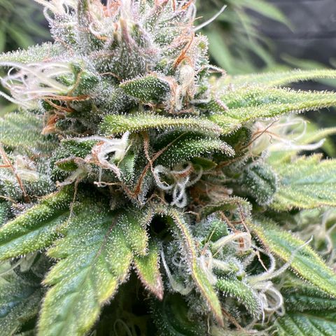 Mimosa x Orange Punch growlog timeline photo