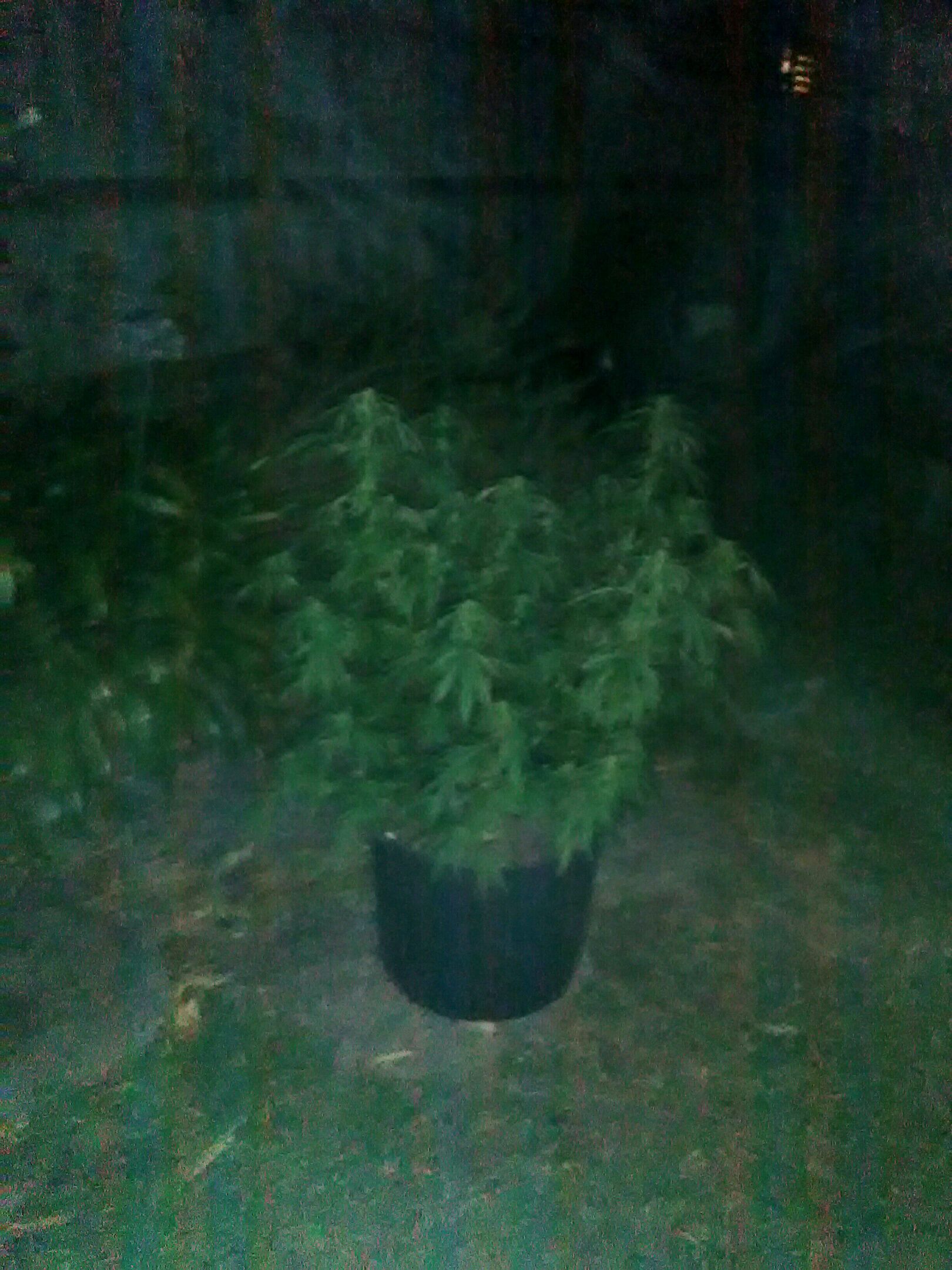 Plant 2 (strain?) growlog header