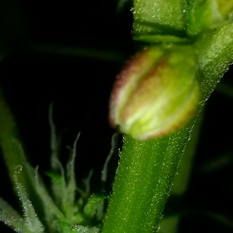 Plant 2 (strain?) growlog photo