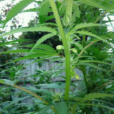 Plant 2 (strain?) growlog photo