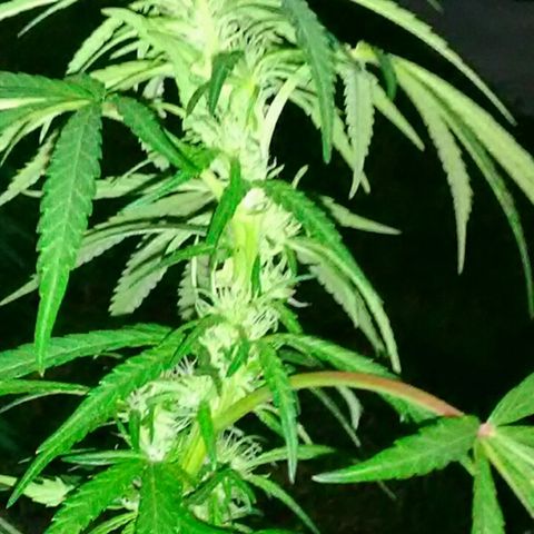 Plant 2 (strain?) growlog photo