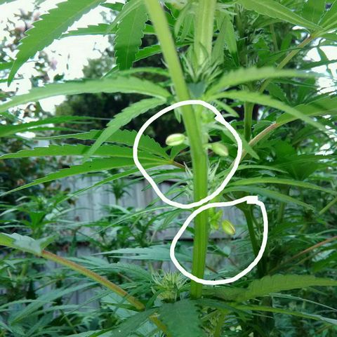 Plant 2 (strain?) growlog photo