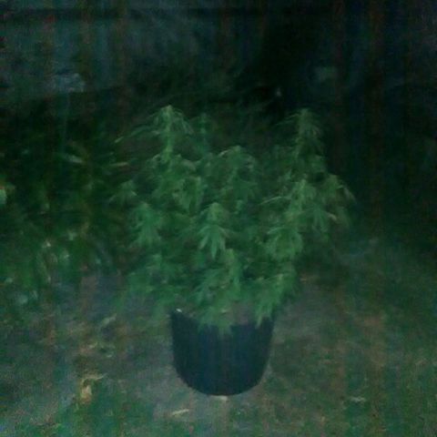 Plant 2 (strain?) growlog photo