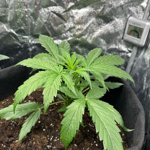 Banana Kush Cake Automatic growlog photo: Tag 30 Gedüngt und Gegossen 