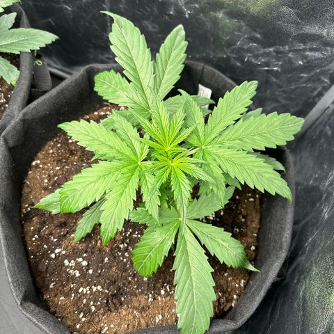 Banana Kush Cake Automatic growlog photo: Tag 30 Gedüngt und Gegossen 