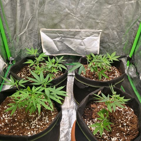 Di Frutti  growlog timeline photo