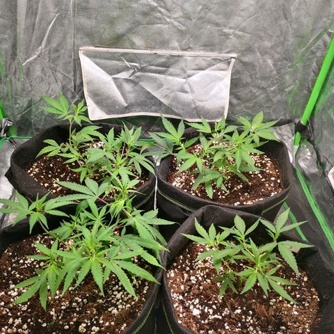 Di Frutti  growlog timeline photo