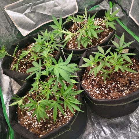 Di Frutti  growlog photo: Lst ajusted more wire cables added to pin down more branches 
