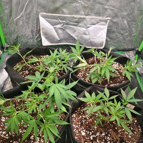 Di Frutti  growlog photo: Lst ajusted more wire cables added to pin down more branches 