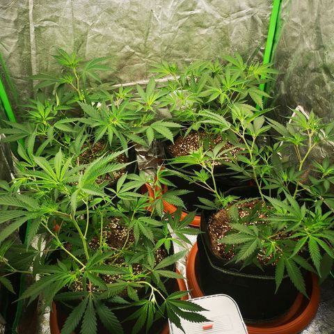 Di Frutti  growlog timeline photo