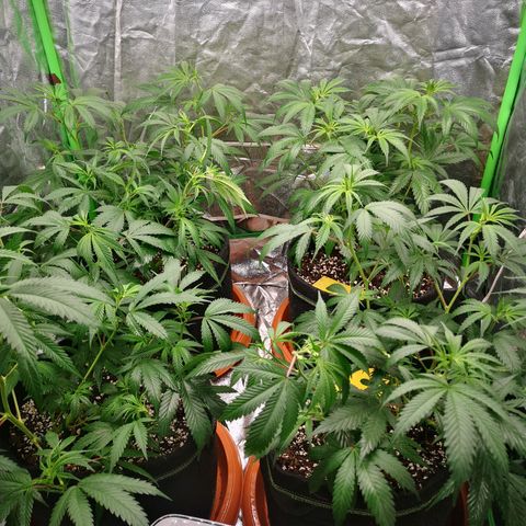 Di Frutti  growlog timeline photo