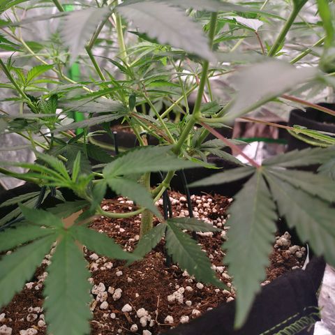 Di Frutti  growlog timeline photo