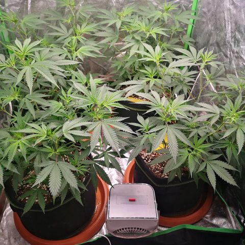 Di Frutti  growlog timeline photo