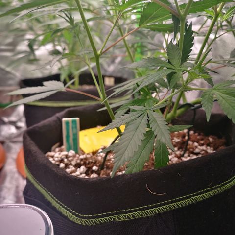 Di Frutti  growlog timeline photo