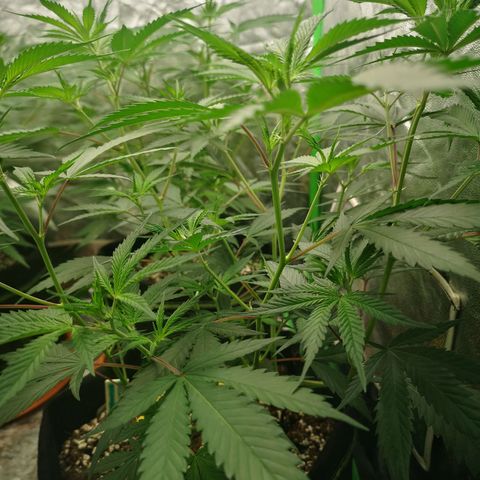 Di Frutti  growlog timeline photo